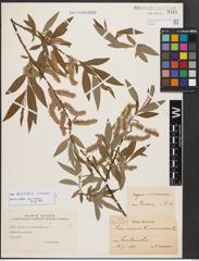 Salix burjatica Nasarow